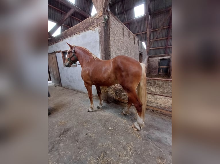 Vlaams paard Ruin 2 Jaar 177 cm Roodbruin in Klooster Lidlum