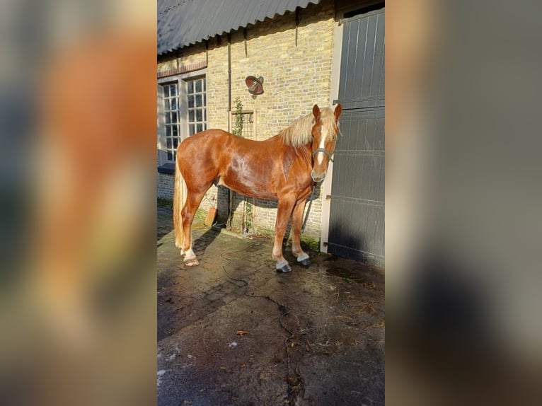 Vlaams paard Ruin 2 Jaar 177 cm Roodbruin in Klooster Lidlum