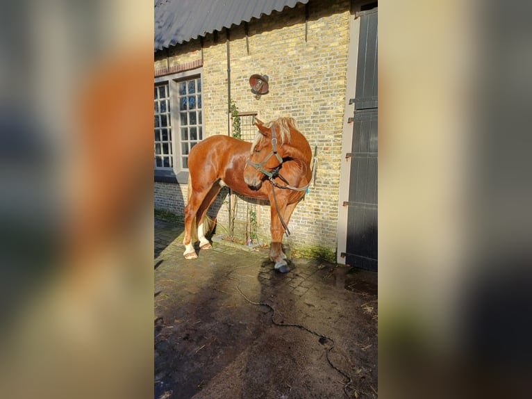 Vlaams paard Ruin 2 Jaar 178 cm Roodbruin in Klooster Lidlum