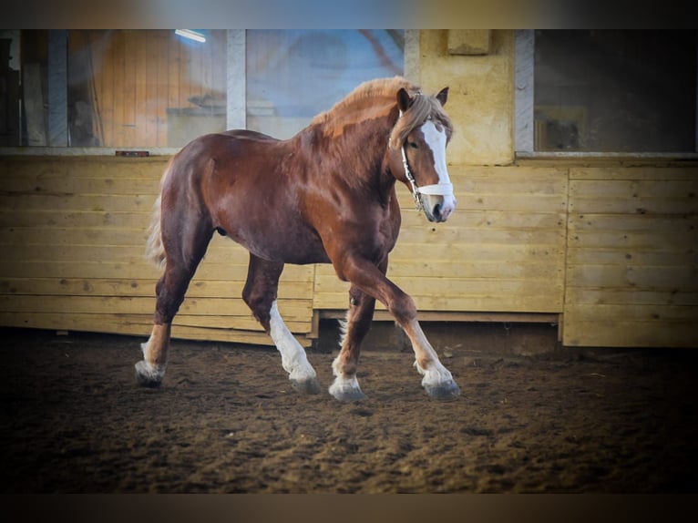 Vlaams paard Stallone 10 Anni 190 cm Sauro scuro in Cattenstedt