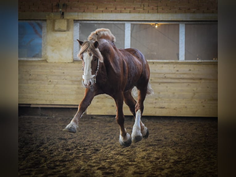 Vlaams paard Stallone 10 Anni 190 cm Sauro scuro in Sachsen-Anhalt - Wienrode