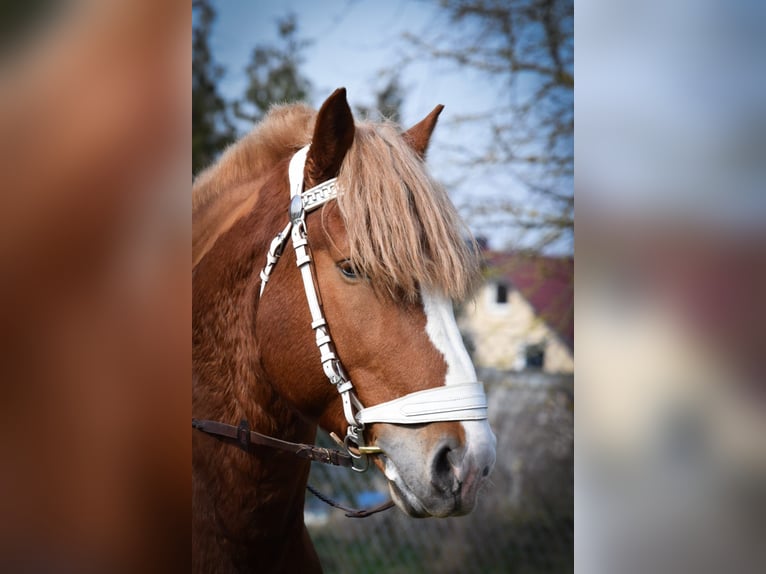 Vlaams paard Stallone 10 Anni 190 cm Sauro scuro in Sachsen-Anhalt - Wienrode