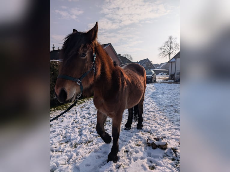Vlaams paard Mix Stute 4 Jahre 170 cm  in Weener