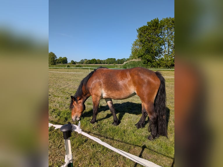 Vlaams paard Mix Stute 4 Jahre 170 cm in Weener