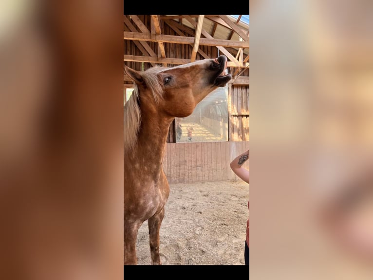 Vlaams paard Wallach 15 Jahre 185 cm Falbe in Bernburg