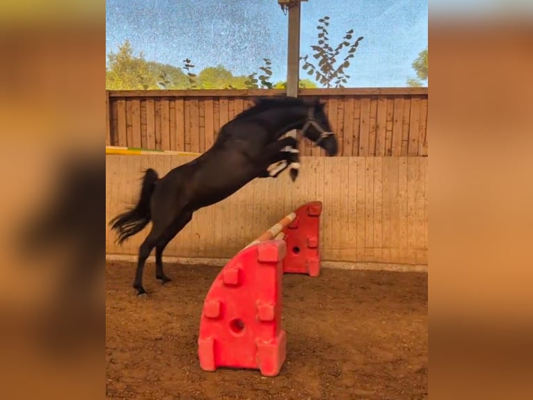 Volbloed Arabier Hengst 10 Jaar 153 cm Zwart in H&#xF6;xter