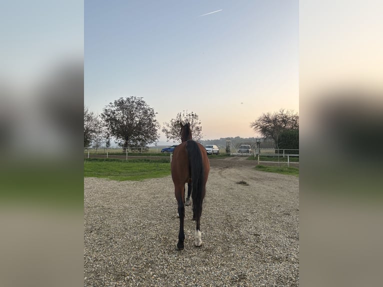 Volbloed Arabier Hengst 10 Jaar 155 cm Bruin in Travo