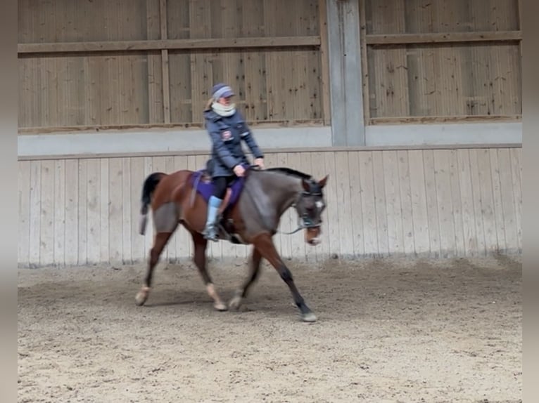 Volbloed Arabier Hengst 10 Jaar 163 cm Bruin in Penthaz