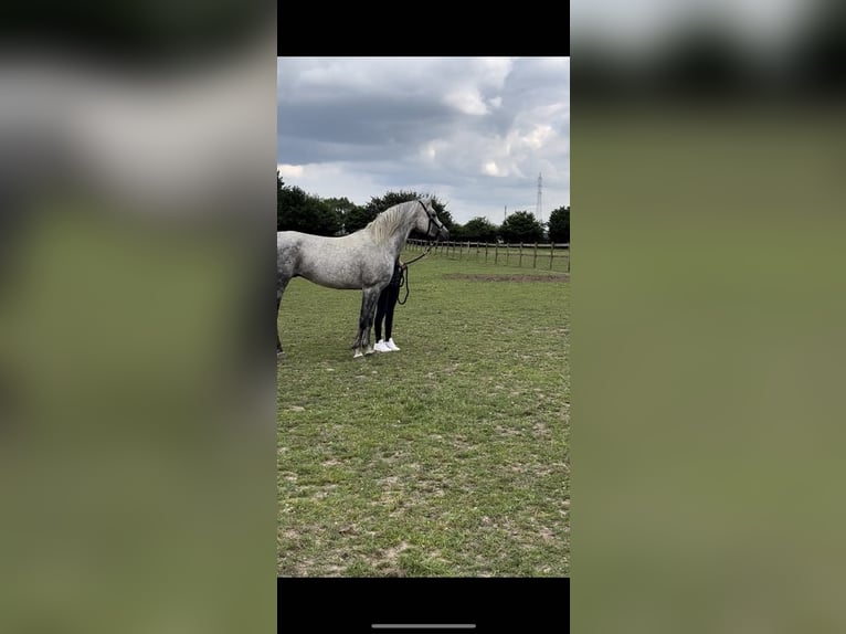 Volbloed Arabier Hengst 11 Jaar 152 cm Appelschimmel in Menen