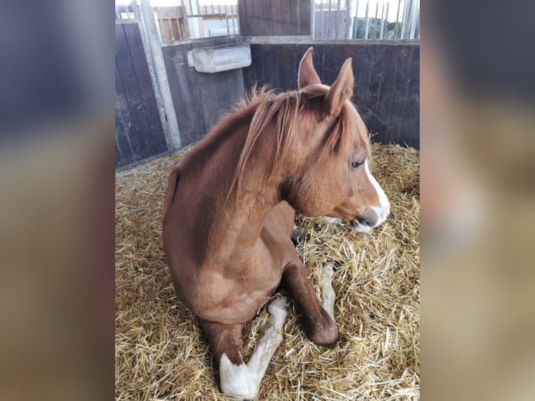 Volbloed Arabier Hengst 11 Jaar 156 cm Vos in Hochborn