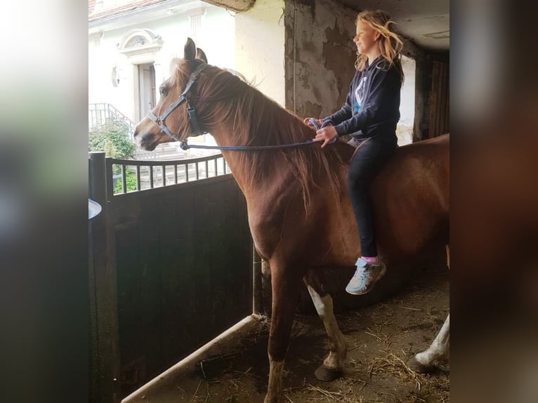 Volbloed Arabier Hengst 11 Jaar 156 cm Vos in Hochborn