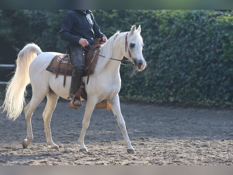 Volbloed Arabier Hengst 11 Jaar Schimmel in Lgota