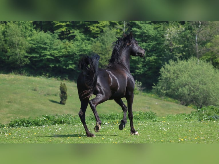 Volbloed Arabier Hengst 13 Jaar 158 cm Zwart in Hobro