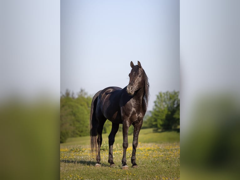 Volbloed Arabier Hengst 13 Jaar 158 cm Zwart in Hobro