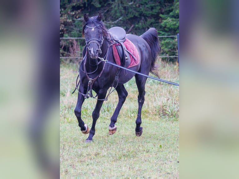 Volbloed Arabier Hengst 13 Jaar 158 cm Zwart in Hobro