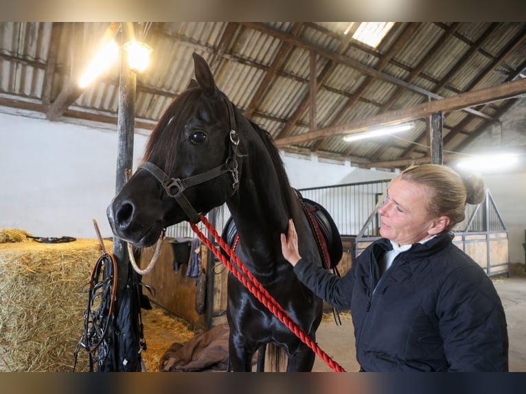 Volbloed Arabier Hengst 13 Jaar 158 cm Zwart in Hobro