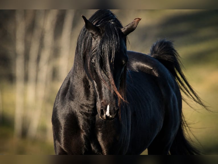 Volbloed Arabier Hengst 13 Jaar 158 cm Zwart in Hobro