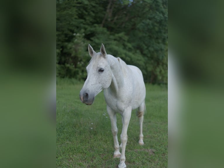 Volbloed Arabier Hengst 14 Jaar 150 cm Vliegenschimmel in Riegersburg
