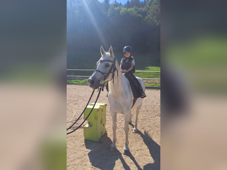 Volbloed Arabier Hengst 14 Jaar 150 cm Vliegenschimmel in Riegersburg