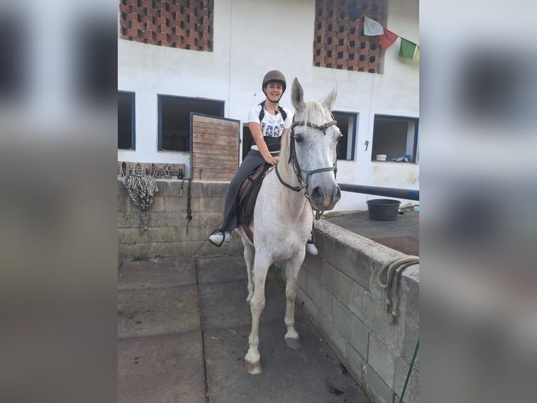 Volbloed Arabier Hengst 14 Jaar 150 cm Vliegenschimmel in Riegersburg