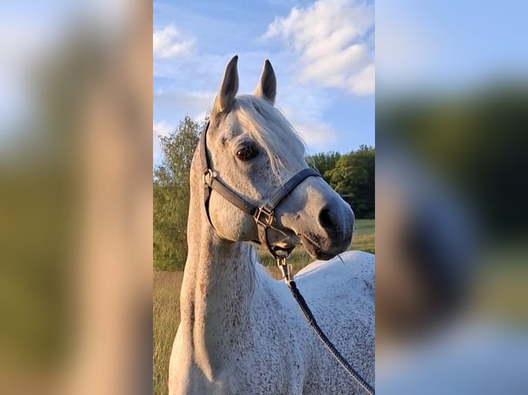 Volbloed Arabier Hengst 14 Jaar Schimmel in Öd
