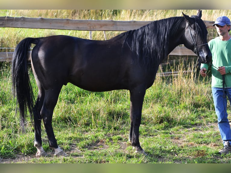 Volbloed Arabier Hengst 15 Jaar 152 cm Zwart in Toporzysko