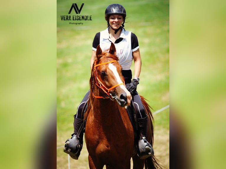 Volbloed Arabier Hengst 15 Jaar 157 cm Vos in Villach