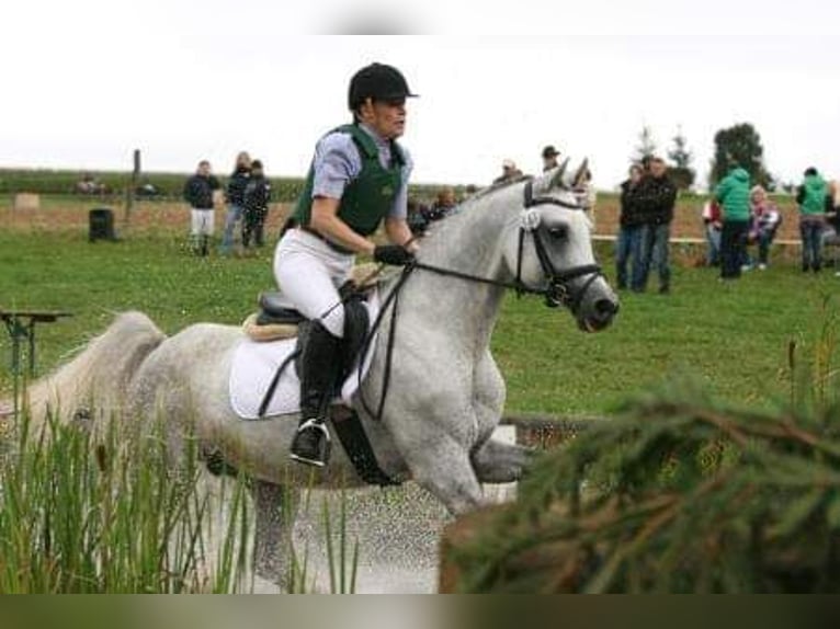 Volbloed Arabier Hengst 18 Jaar 156 cm Schimmel in Leun