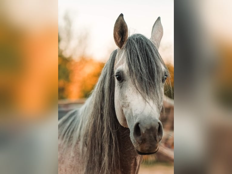 Volbloed Arabier Hengst 1 Jaar 130 cm Roodbruin in Assenovgrad