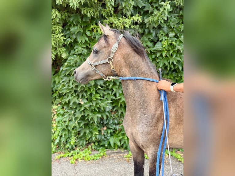 Volbloed Arabier Hengst 1 Jaar 136 cm Schimmel in Haslach