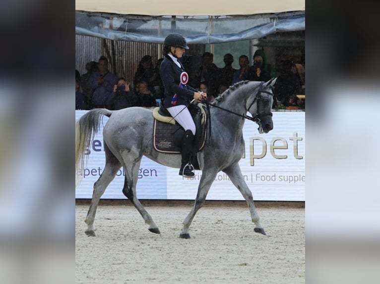 Volbloed Arabier Hengst 1 Jaar 150 cm Donkere-vos in Komárov