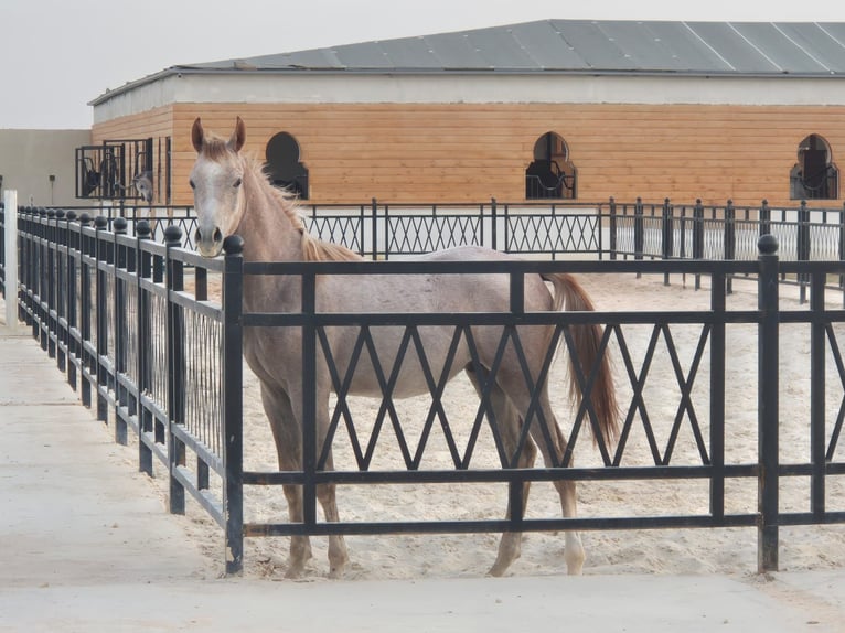 Volbloed Arabier Mix Hengst 1 Jaar 150 cm kan schimmel zijn in Riyadh