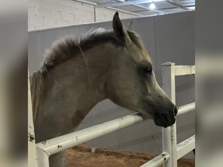 Volbloed Arabier Mix Hengst 1 Jaar 150 cm kan schimmel zijn in Riyadh
