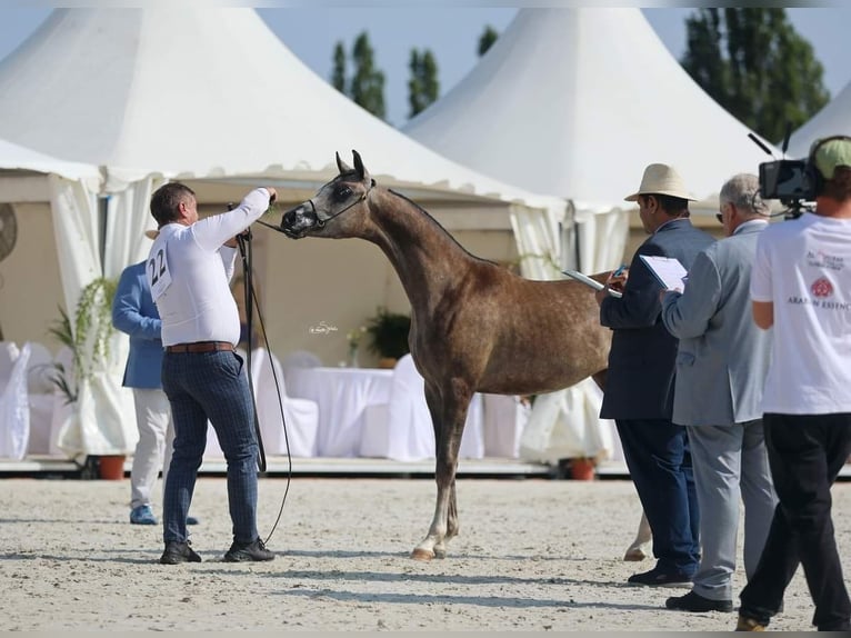 Volbloed Arabier Hengst 1 Jaar 150 cm Schimmel in Komárov