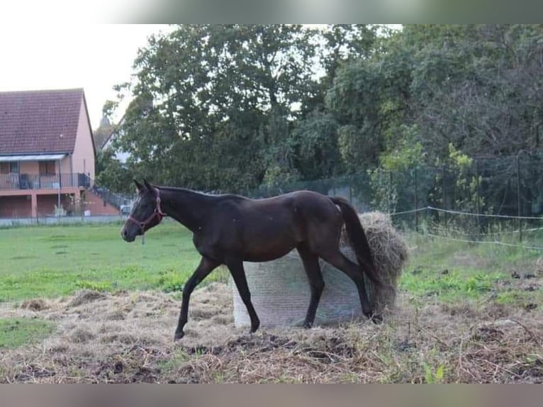 Volbloed Arabier Hengst 1 Jaar 150 cm Zwartbruin in OSTHOUSE