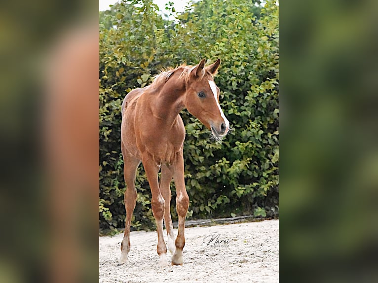 Volbloed Arabier Hengst 1 Jaar 152 cm Vos in Scheeßel