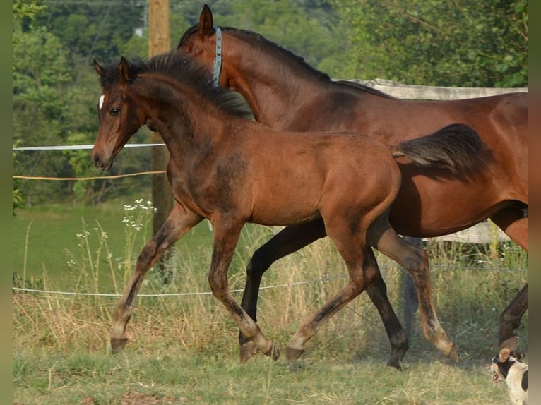 Volbloed Arabier Hengst 1 Jaar 153 cm Bruin in Koprivnica