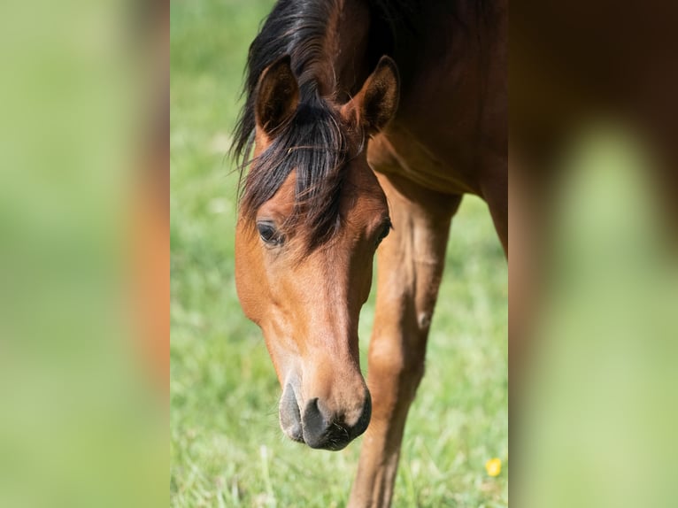 Volbloed Arabier Hengst 1 Jaar 154 cm Bruin in Gemünden (Felda)