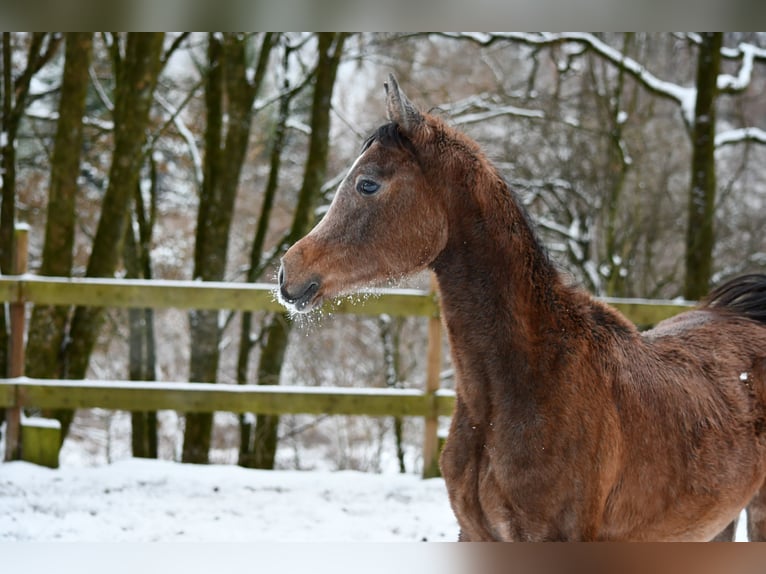 Volbloed Arabier Hengst 1 Jaar 154 cm Schimmel in Reichshof