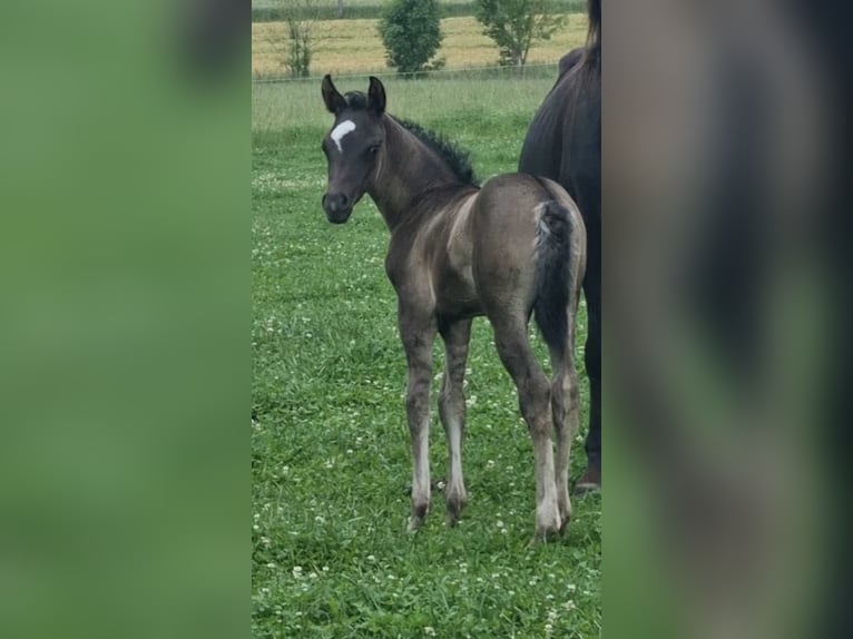Volbloed Arabier Hengst 1 Jaar 154 cm Zwart in Haunetal