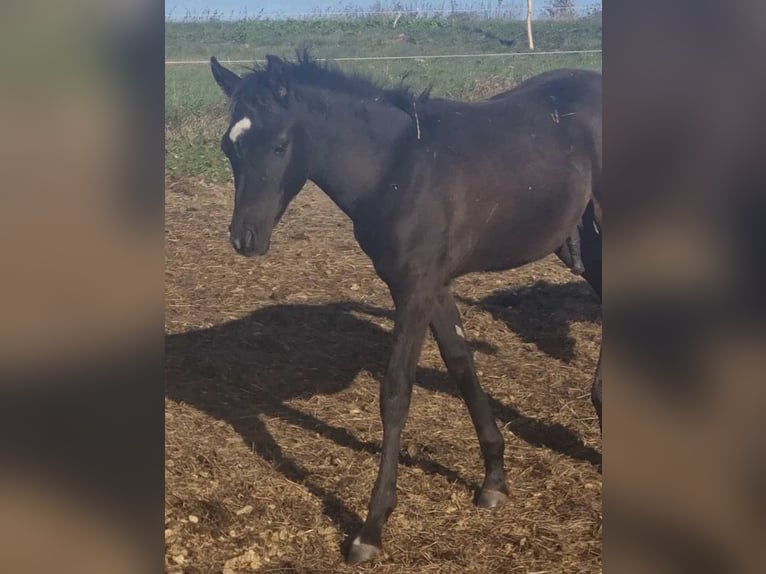 Volbloed Arabier Hengst 1 Jaar 154 cm Zwart in Haunetal