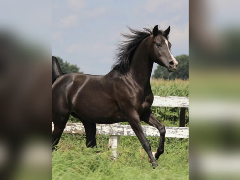 Volbloed Arabier Hengst 1 Jaar 154 cm Zwart in Haunetal