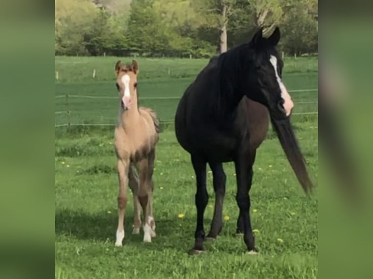 Volbloed Arabier Hengst 1 Jaar 154 cm Zwart in Haunetal