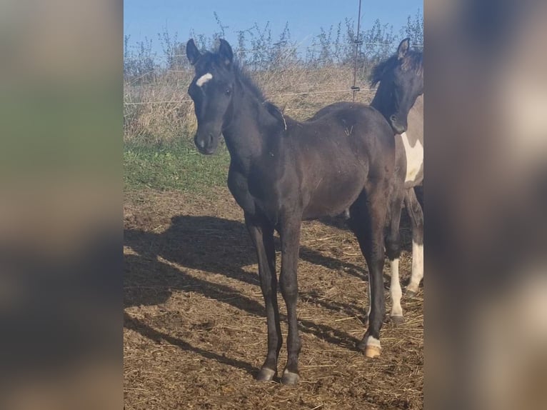 Volbloed Arabier Hengst 1 Jaar 154 cm Zwart in Haunetal