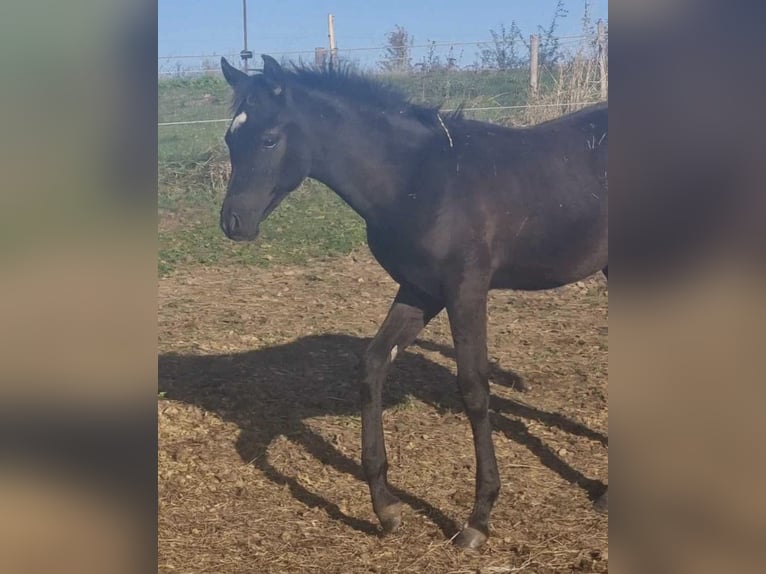 Volbloed Arabier Hengst 1 Jaar 154 cm Zwart in Haunetal