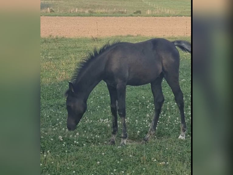 Volbloed Arabier Hengst 1 Jaar 154 cm Zwart in Haunetal