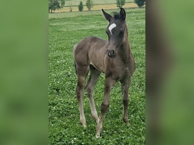 Volbloed Arabier Hengst 1 Jaar 154 cm Zwart in Haunetal