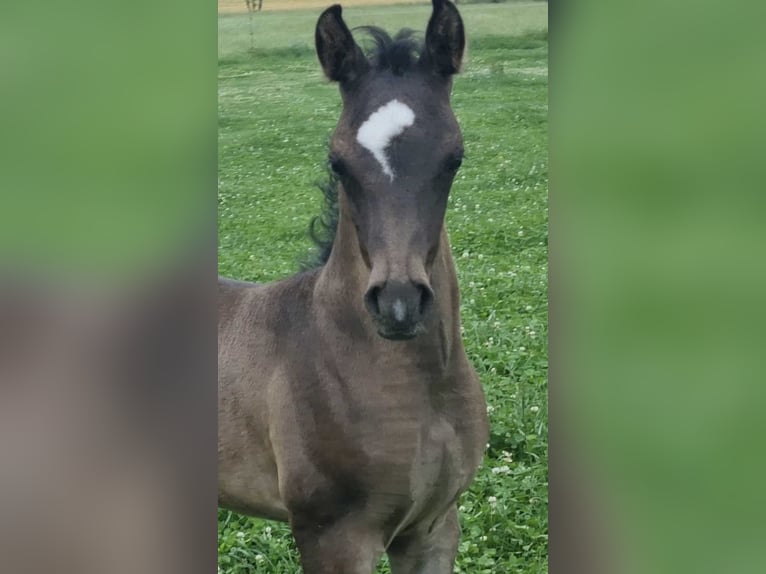 Volbloed Arabier Hengst 1 Jaar 154 cm Zwart in Haunetal