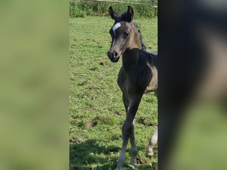 Volbloed Arabier Hengst 1 Jaar 154 cm Zwart in Haunetal