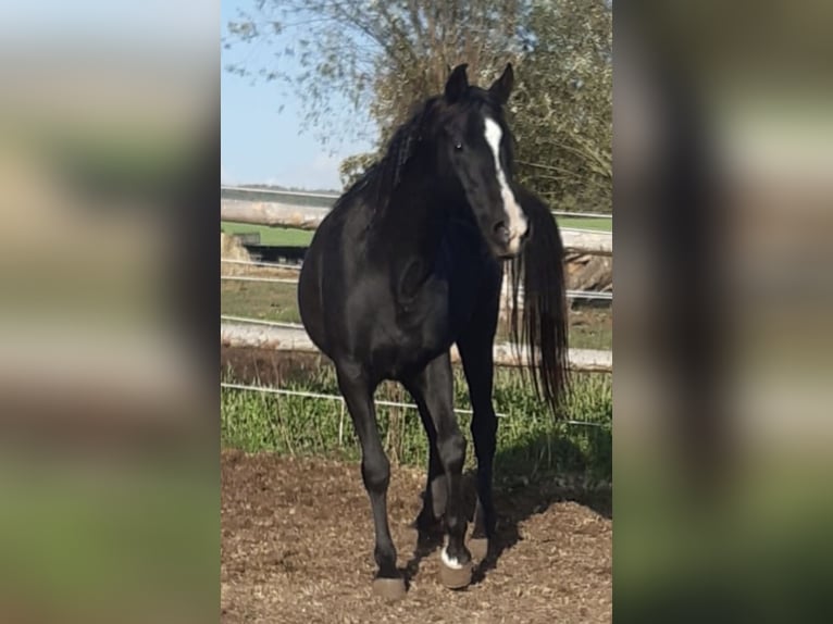 Volbloed Arabier Hengst 1 Jaar 154 cm Zwart in Haunetal